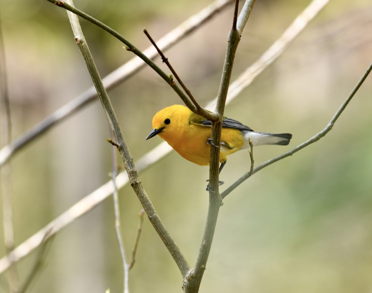 Prothonotary Warbler - ML617066547
