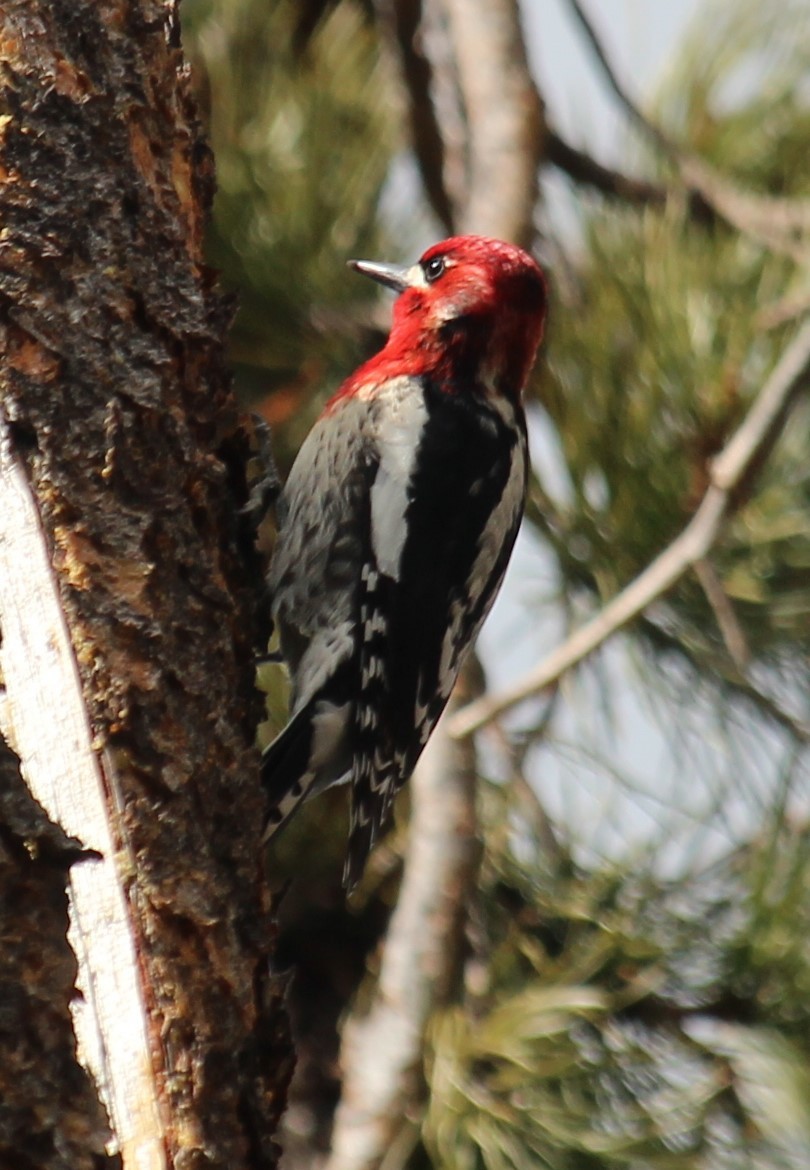 Red-breasted Sapsucker - ML617066579