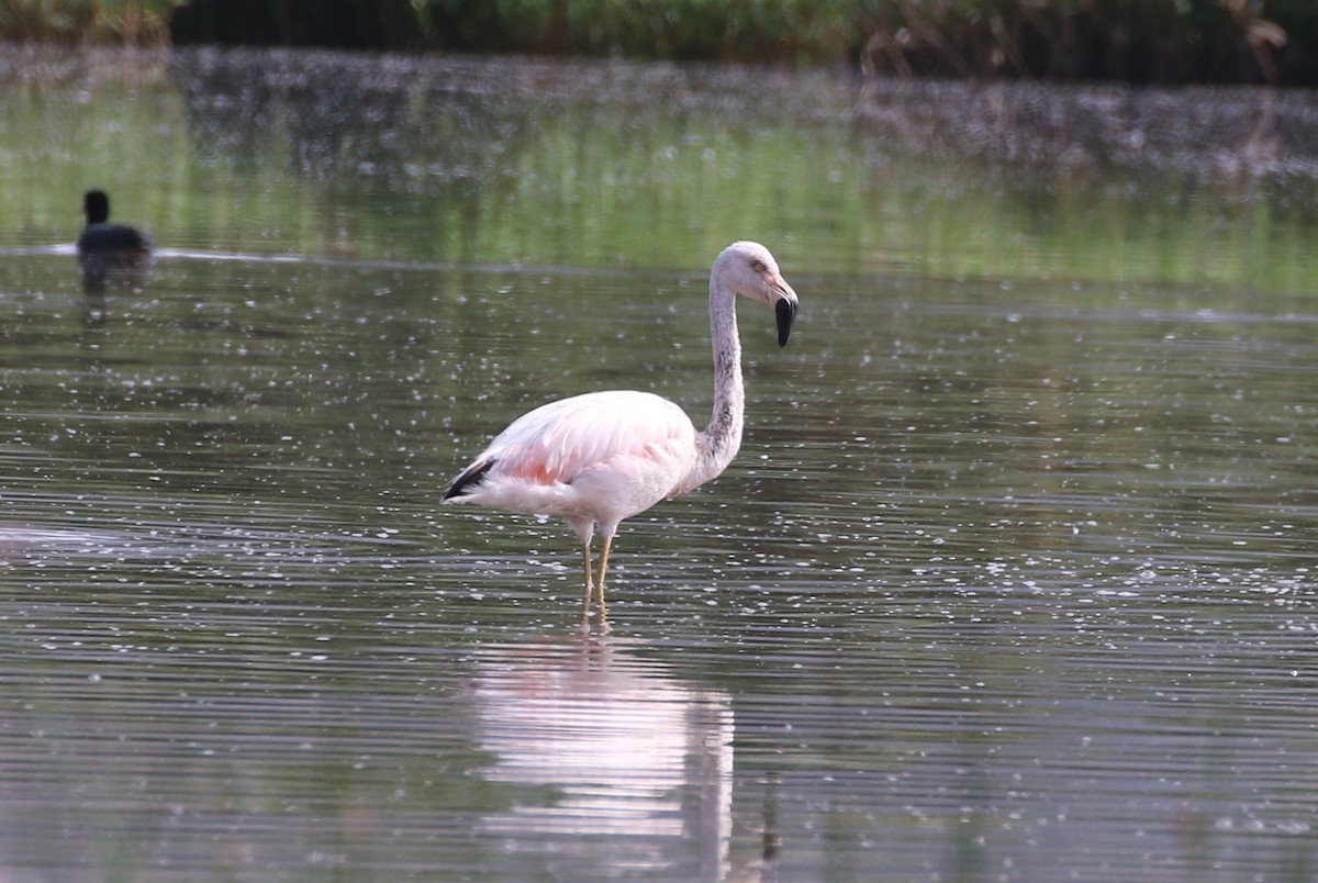 Chilean Flamingo - Henggang Cui