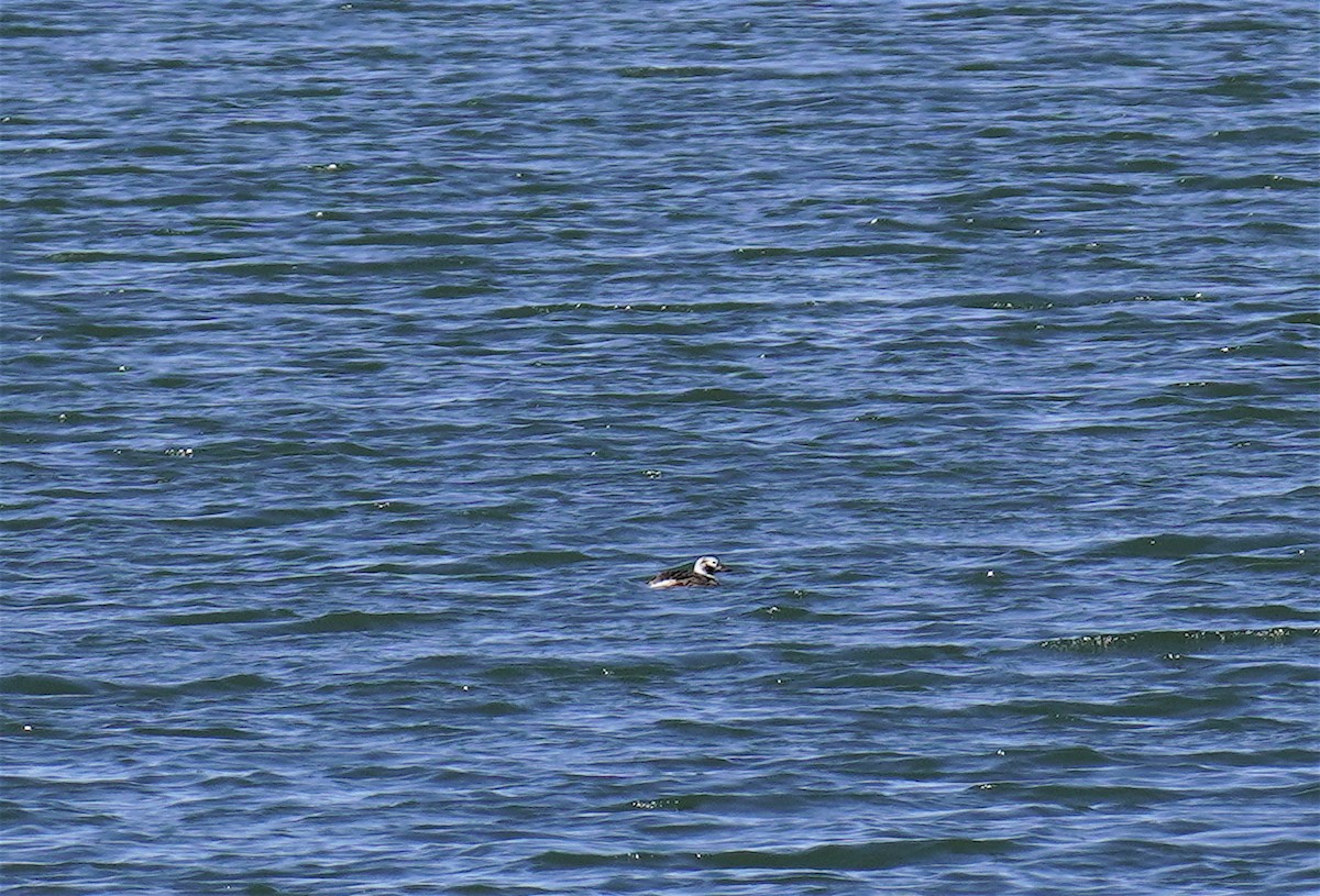 Long-tailed Duck - ML617066638