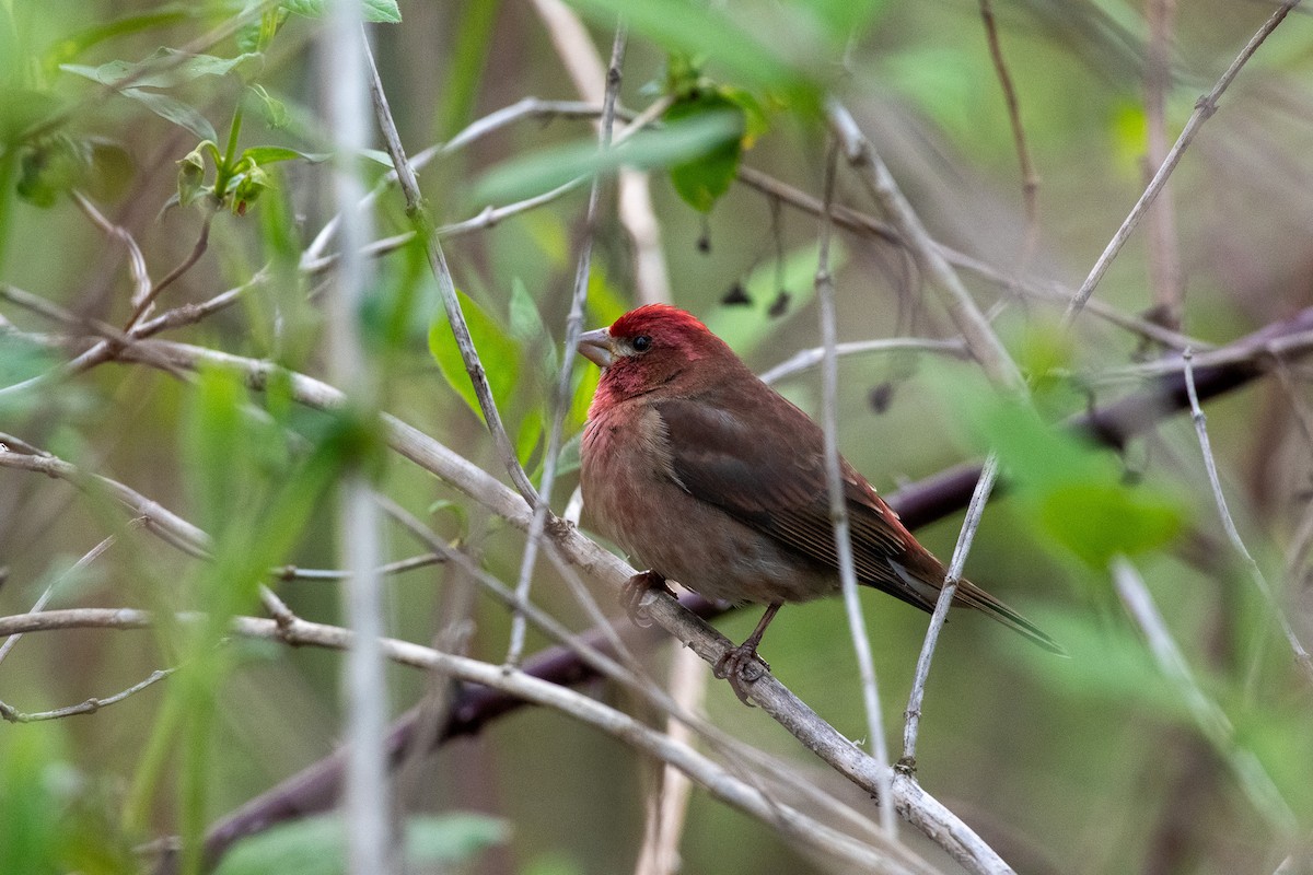Purple Finch at Great Blue Heron Nature Reserve by Chris McDonald