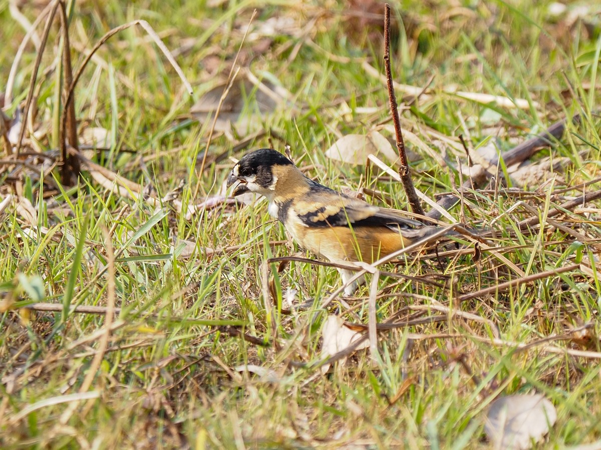 Rusty-collared Seedeater - ML617066736