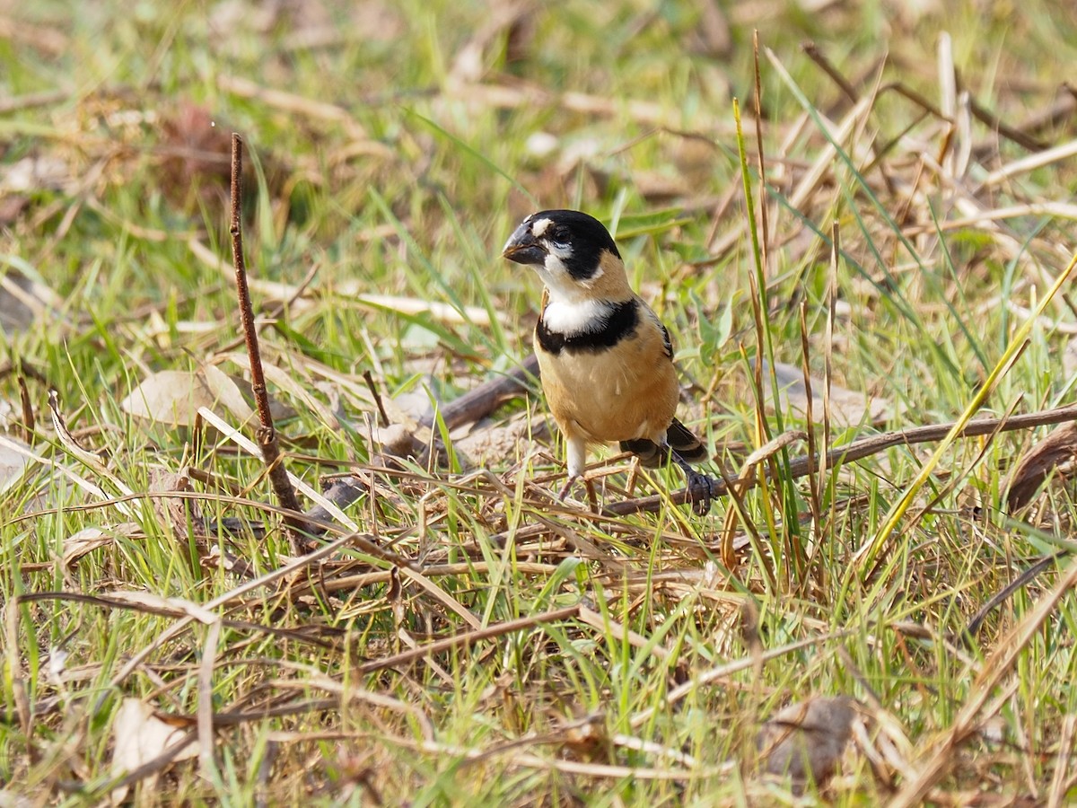 Rusty-collared Seedeater - ML617066737