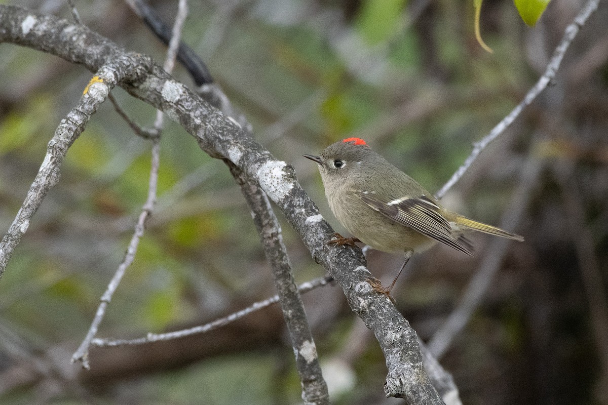 Ruby-crowned Kinglet at Great Blue Heron Nature Reserve by Chris McDonald