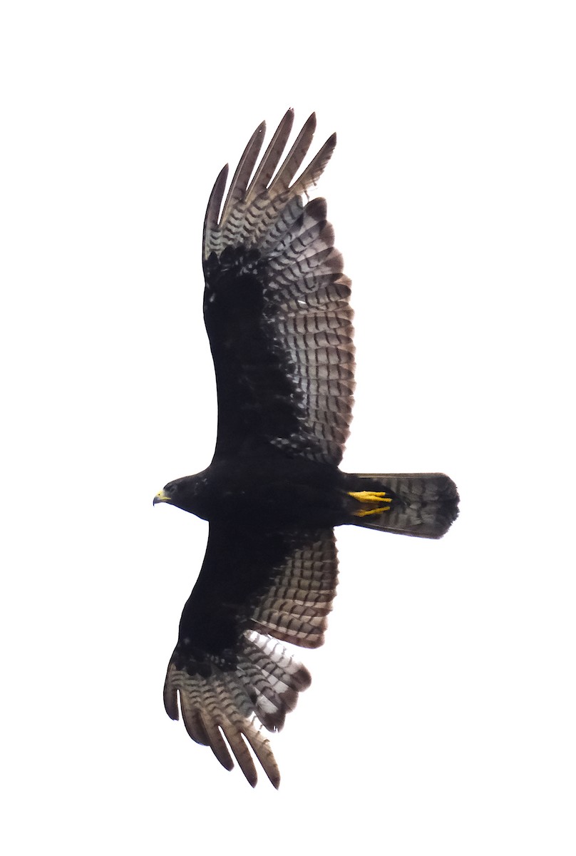 Zone-tailed Hawk - ML617066787