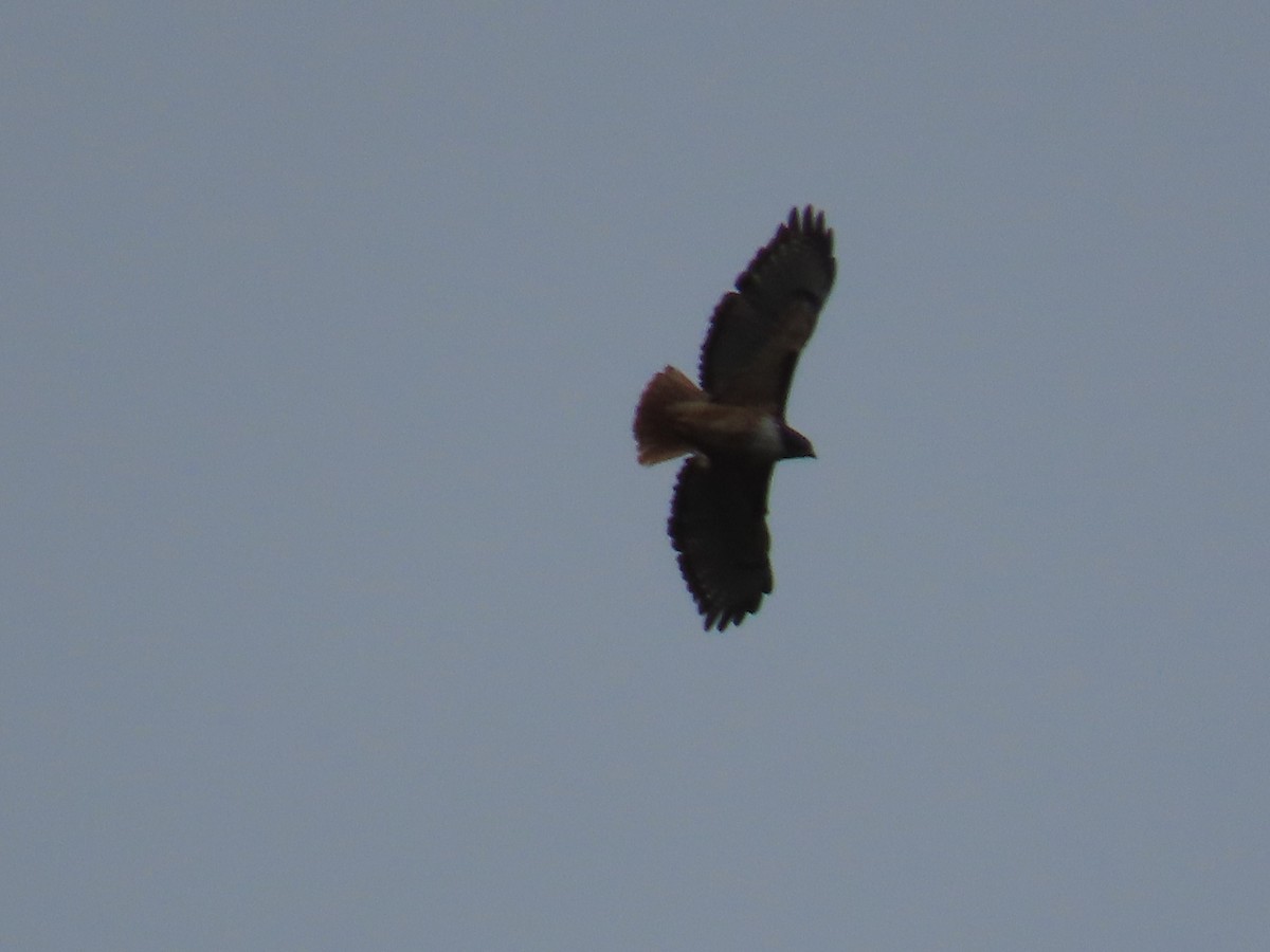 Red-tailed Hawk - Robert gilbert