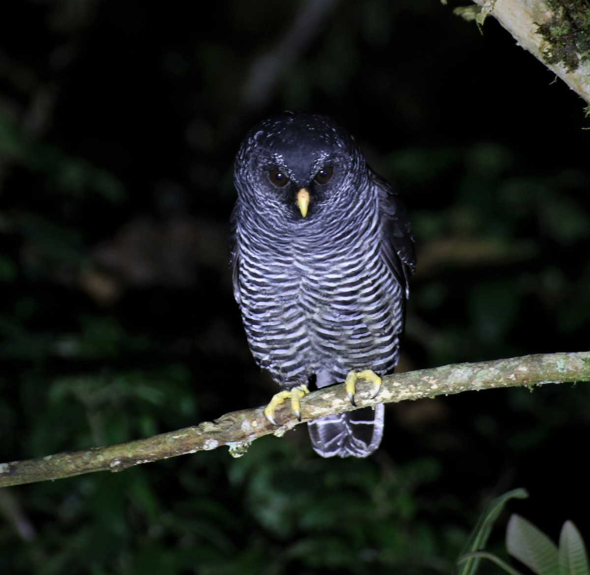 Black-banded Owl - ML617066926