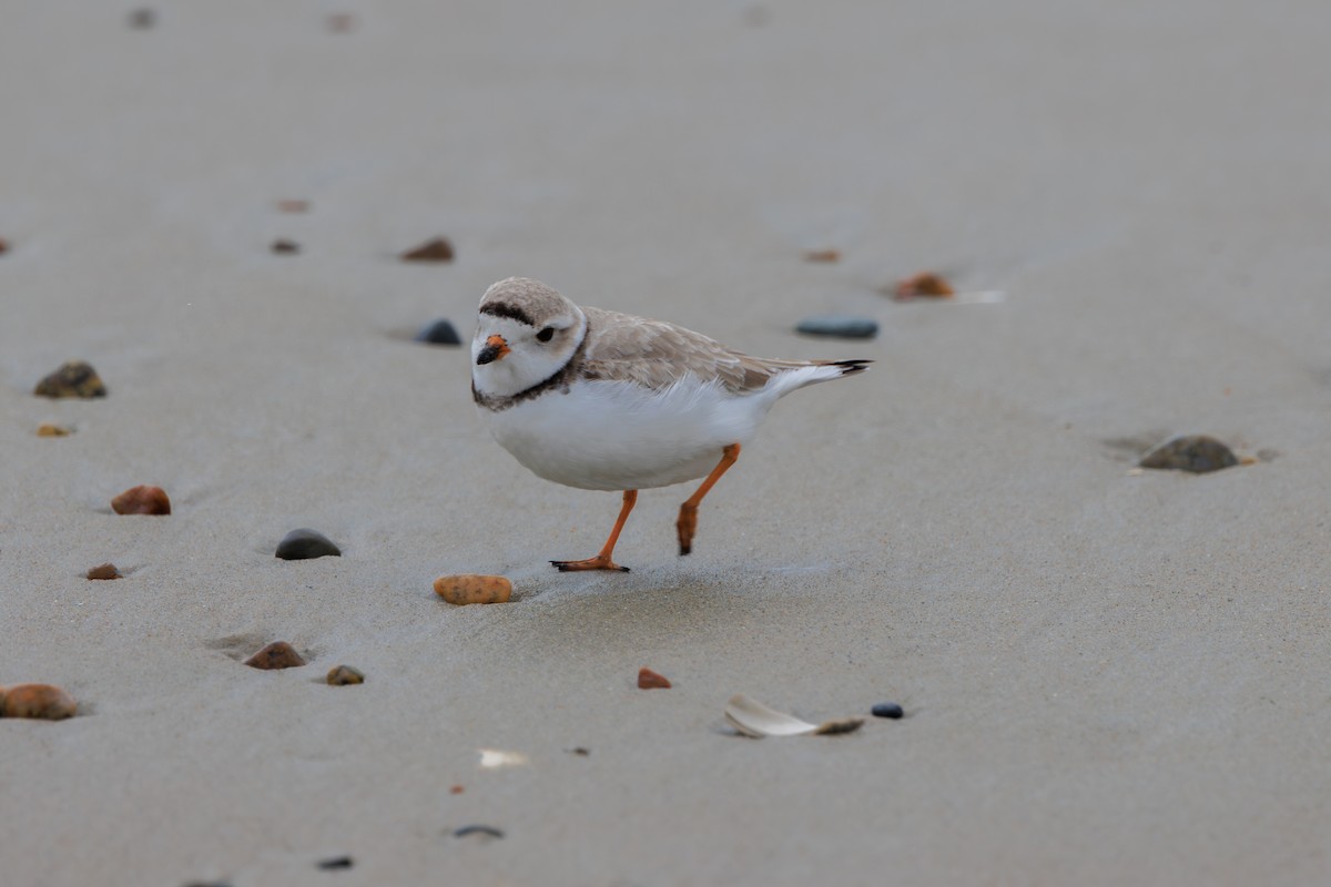 Piping Plover - ML617067001
