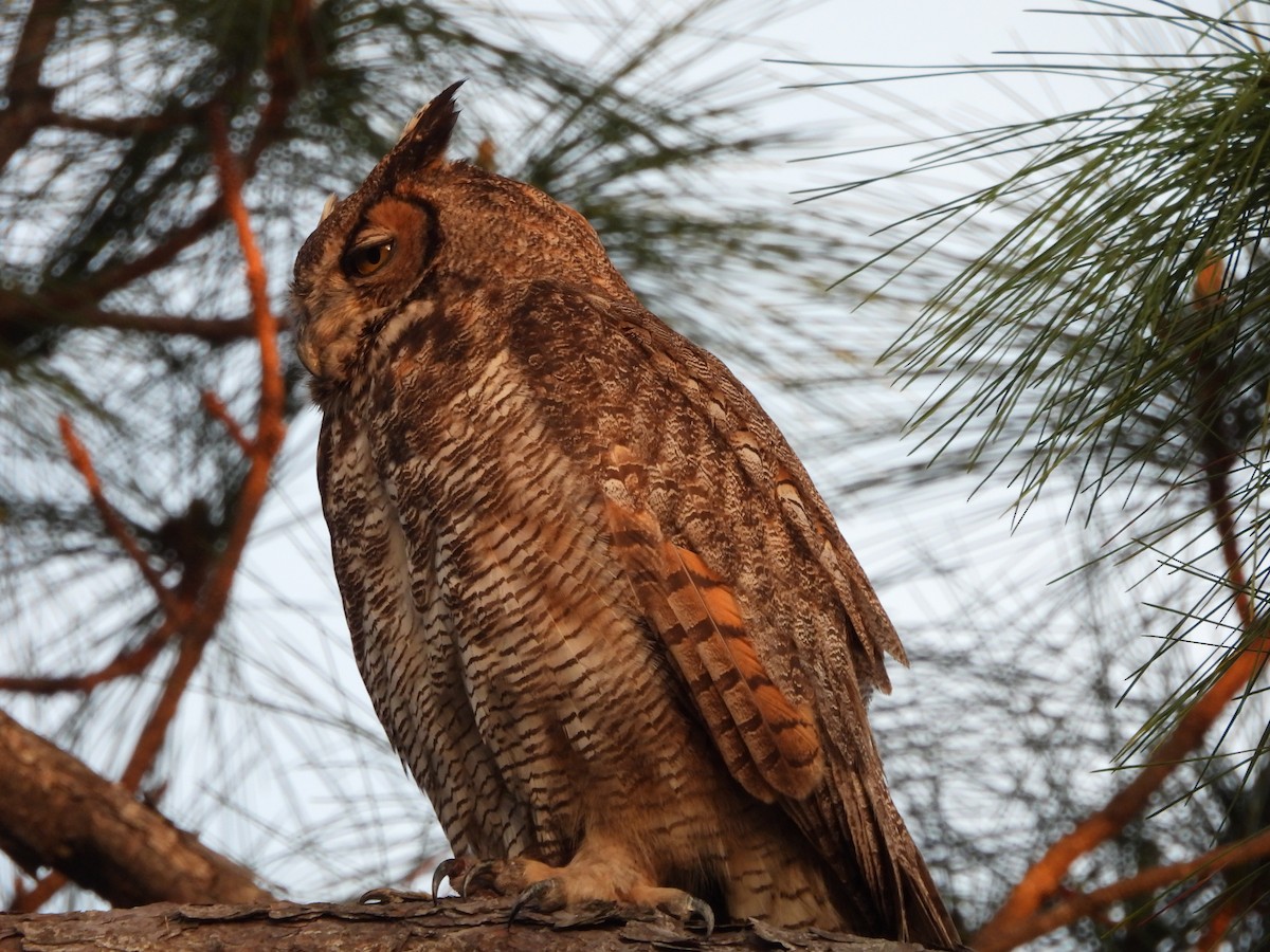 Great Horned Owl - ML617067085