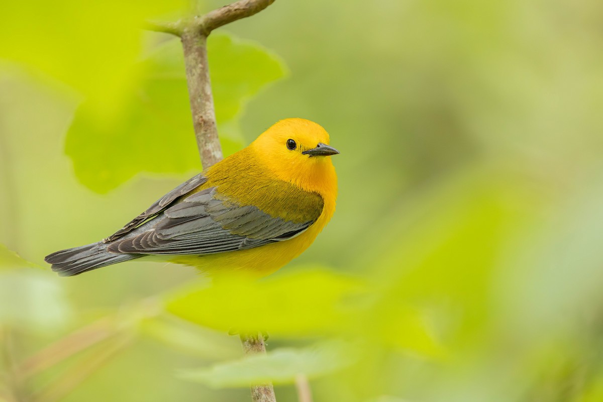 Prothonotary Warbler - Jack Rogers