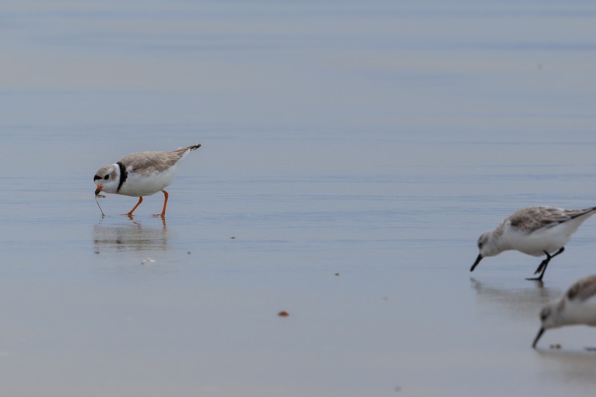 Piping Plover - ML617067400
