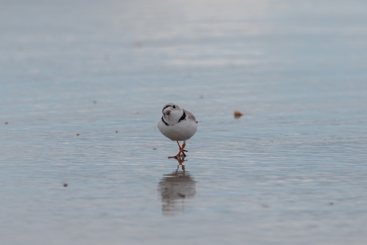 Piping Plover - ML617067401