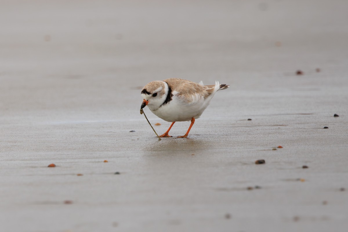 Piping Plover - ML617067403