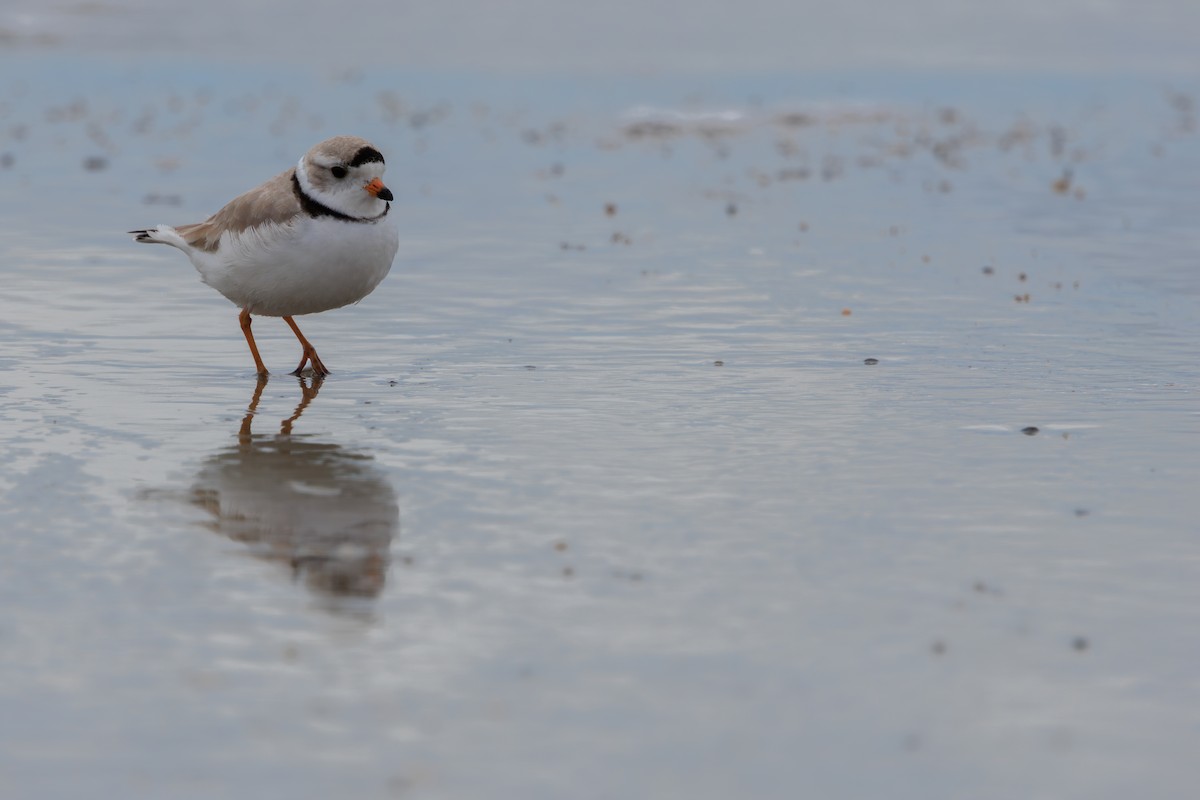Piping Plover - ML617067405