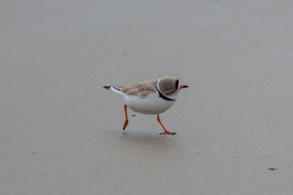 Piping Plover - ML617067406