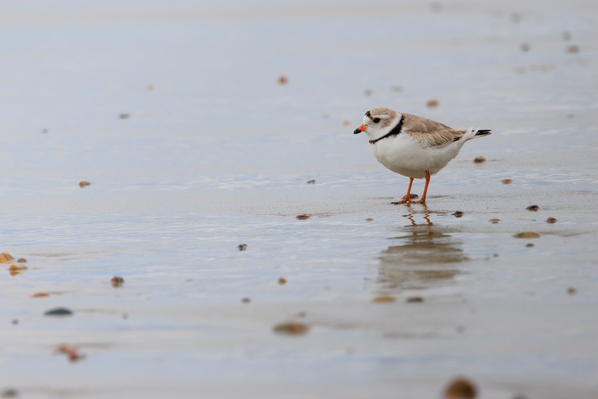 Piping Plover - ML617067407