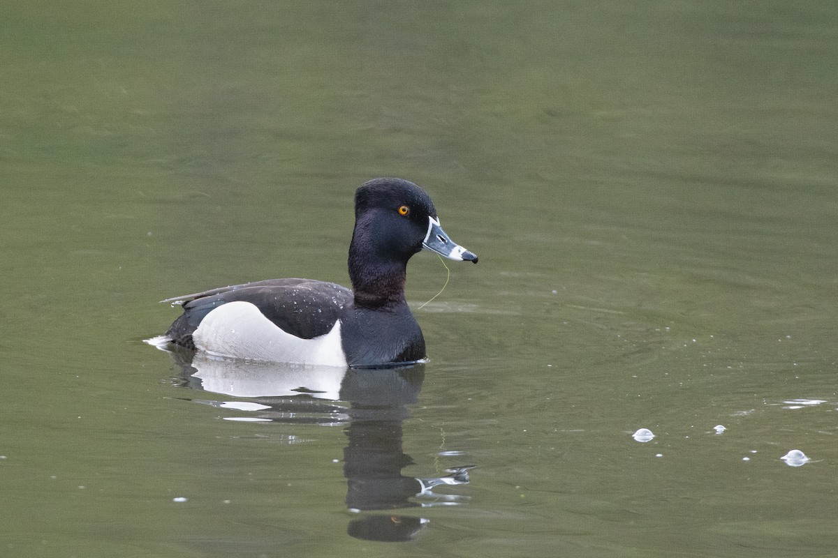 Ring-necked Duck at Great Blue Heron Nature Reserve by Chris McDonald