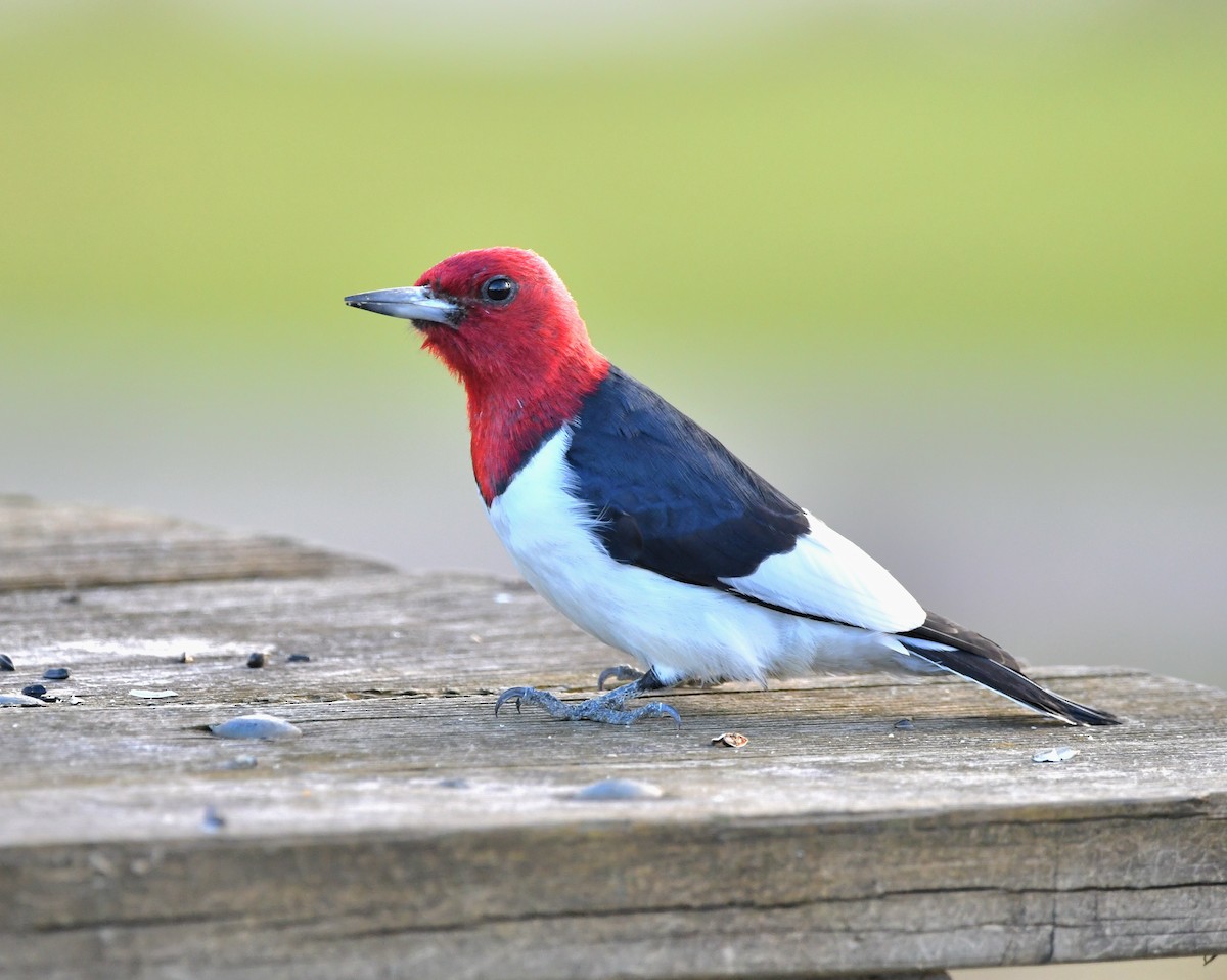 Red-headed Woodpecker - ML617067450