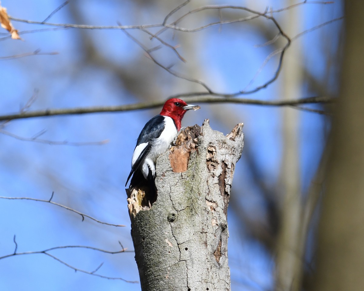 Red-headed Woodpecker - ML617067454