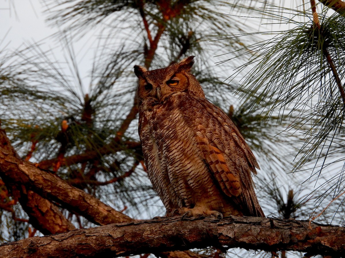 Great Horned Owl - ML617067478
