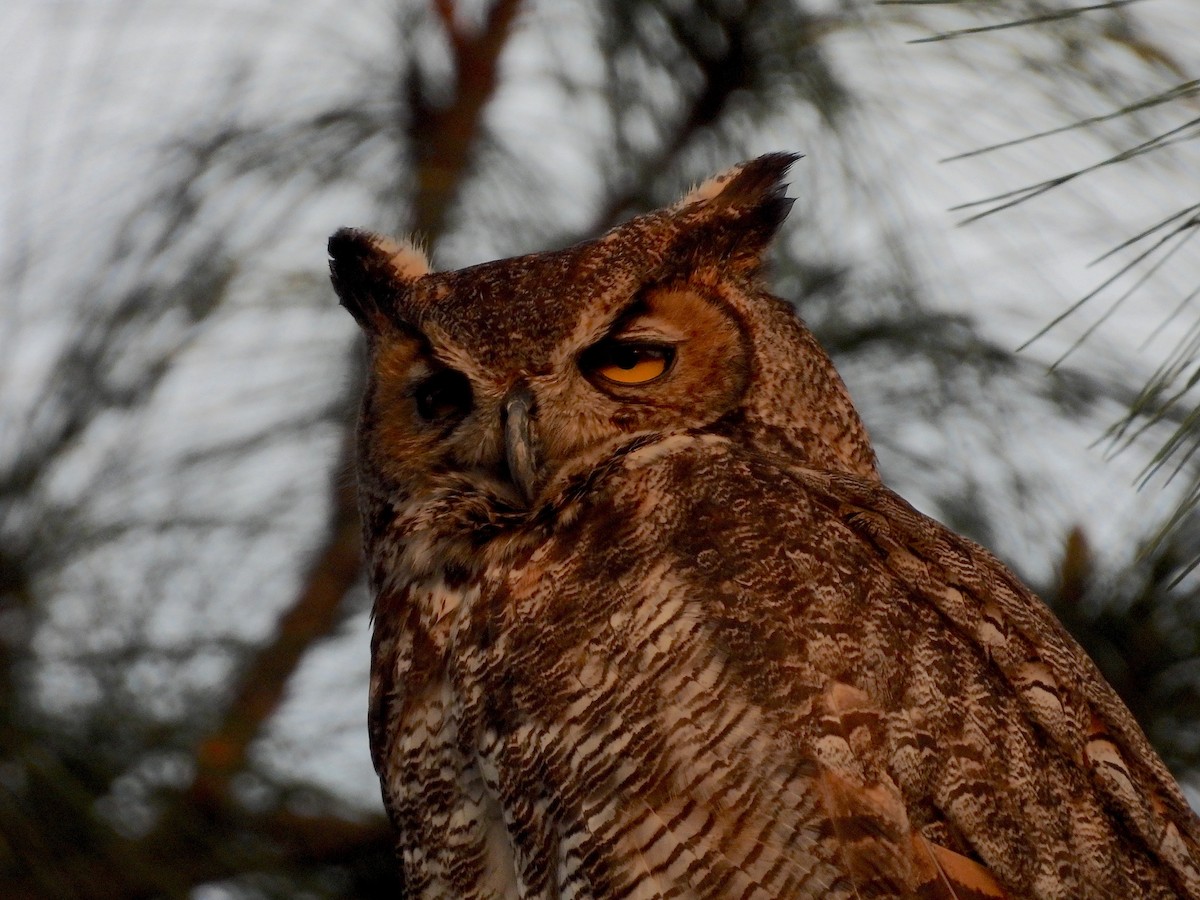 Great Horned Owl - ML617067487