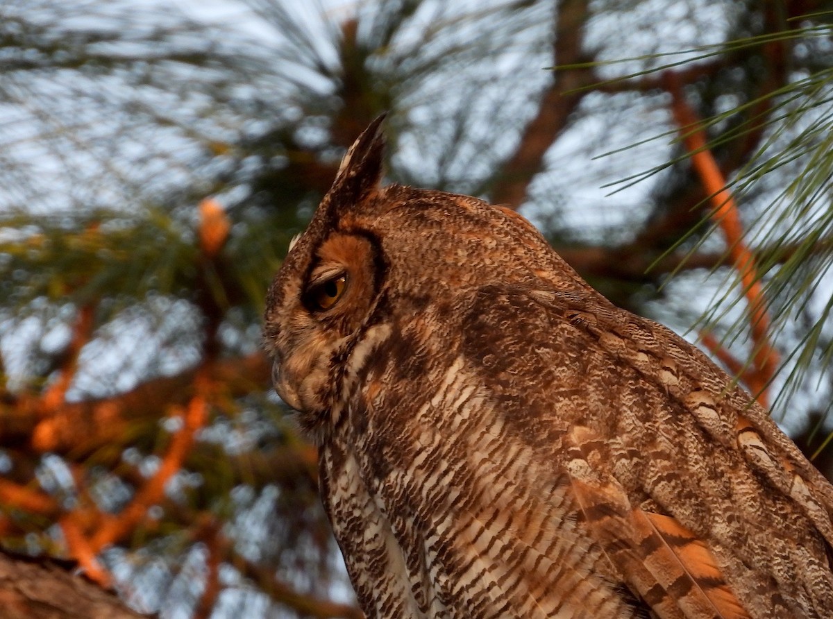 Great Horned Owl - ML617067491