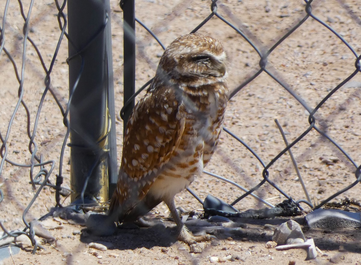 Burrowing Owl - ML617067560
