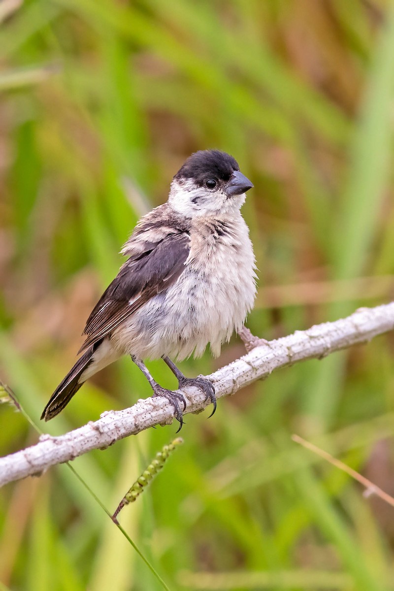 Pearly-bellied Seedeater - ML617067605