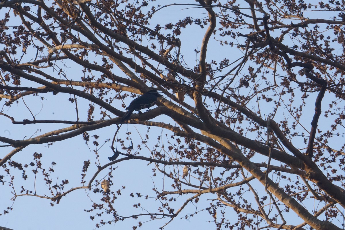 Greater Racket-tailed Drongo - ML617067704