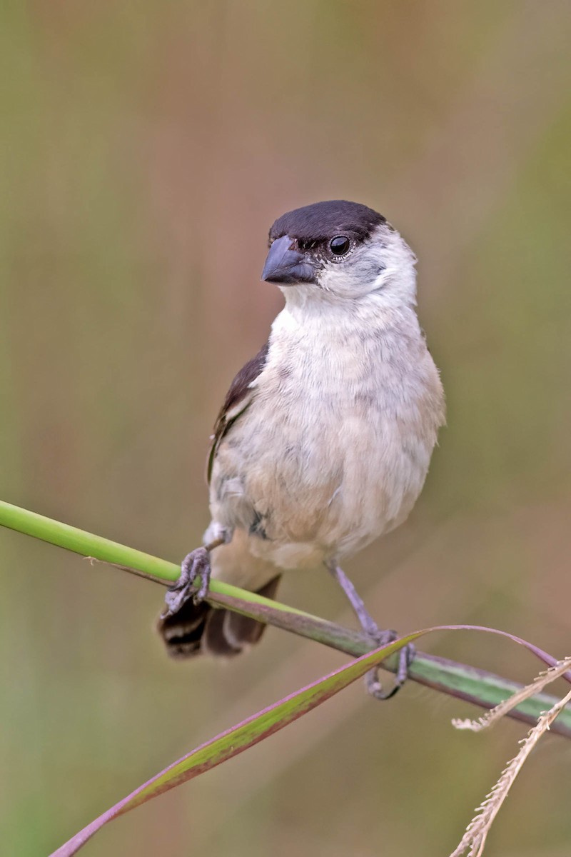 Pearly-bellied Seedeater - ML617067767