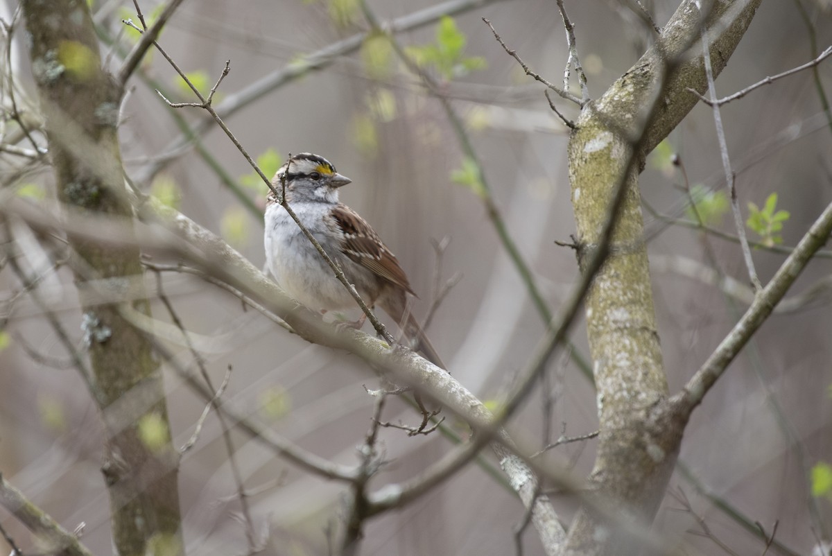 White-throated Sparrow - ML617068139