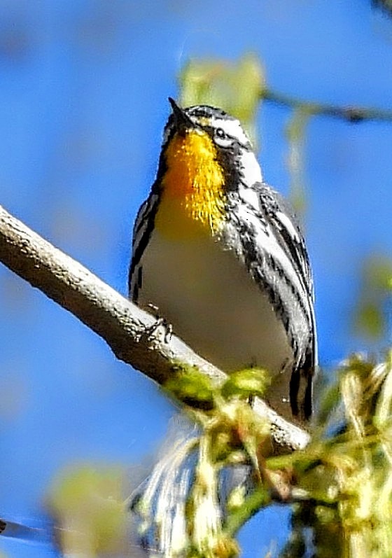 Yellow-throated Warbler - ML617068180