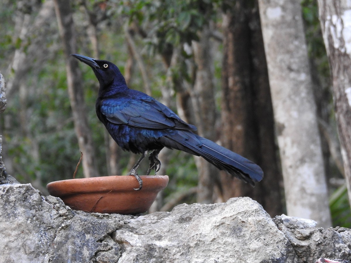 Great-tailed Grackle - ML617068335
