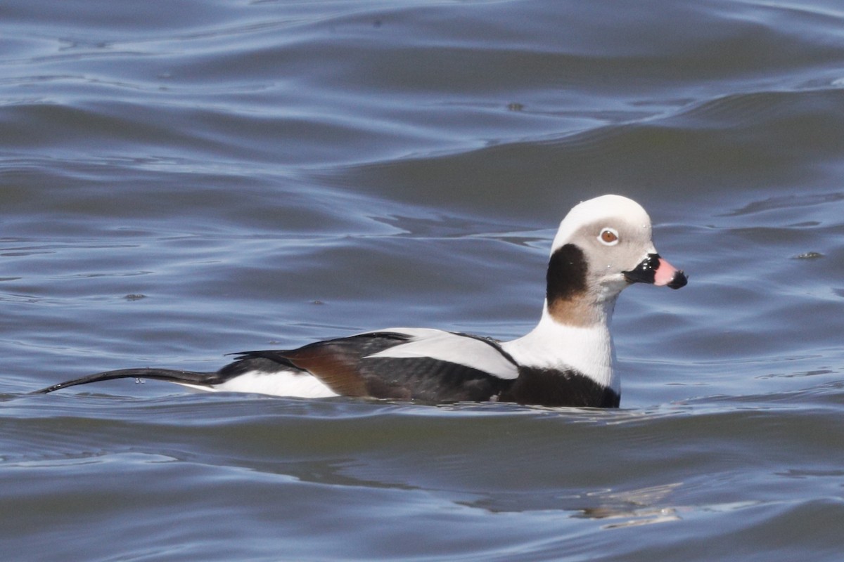Long-tailed Duck - ML617068450