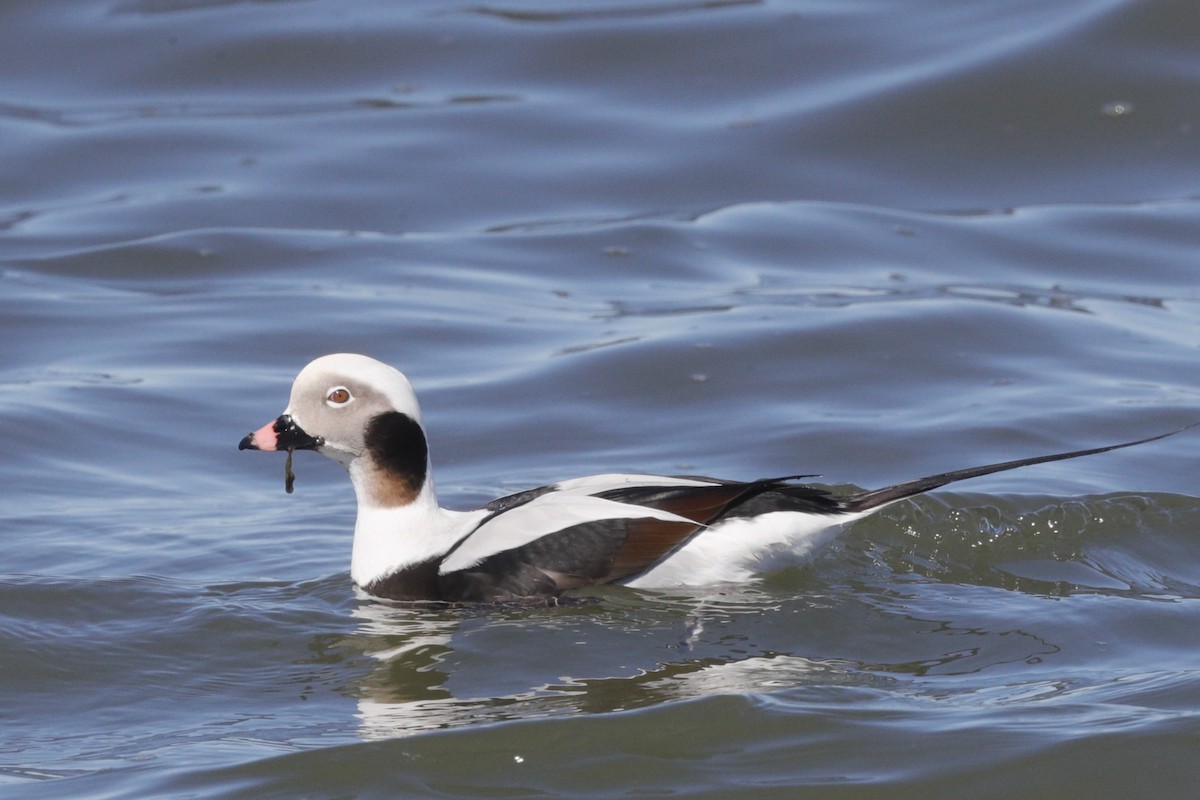 Long-tailed Duck - ML617068451