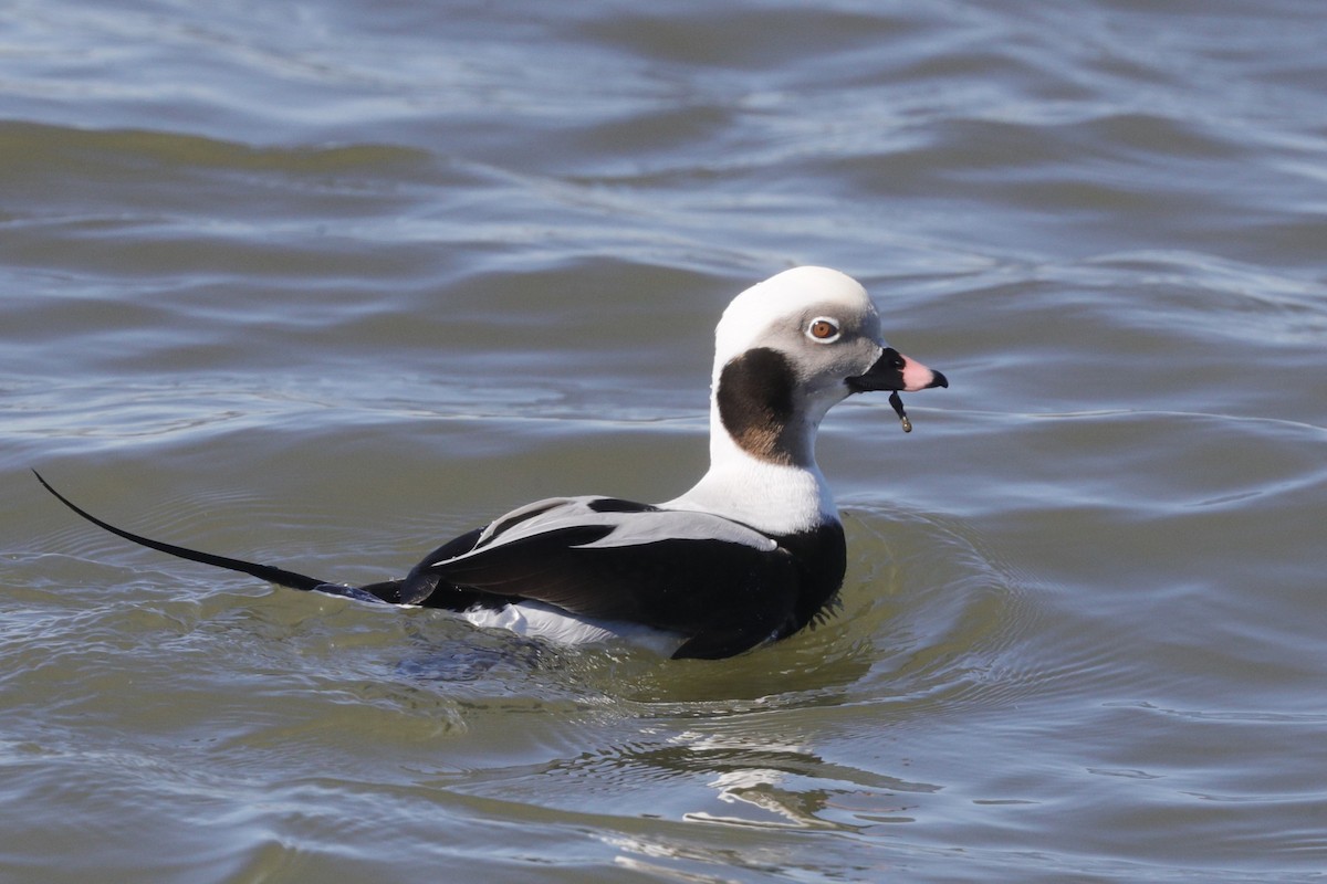 Long-tailed Duck - ML617068452