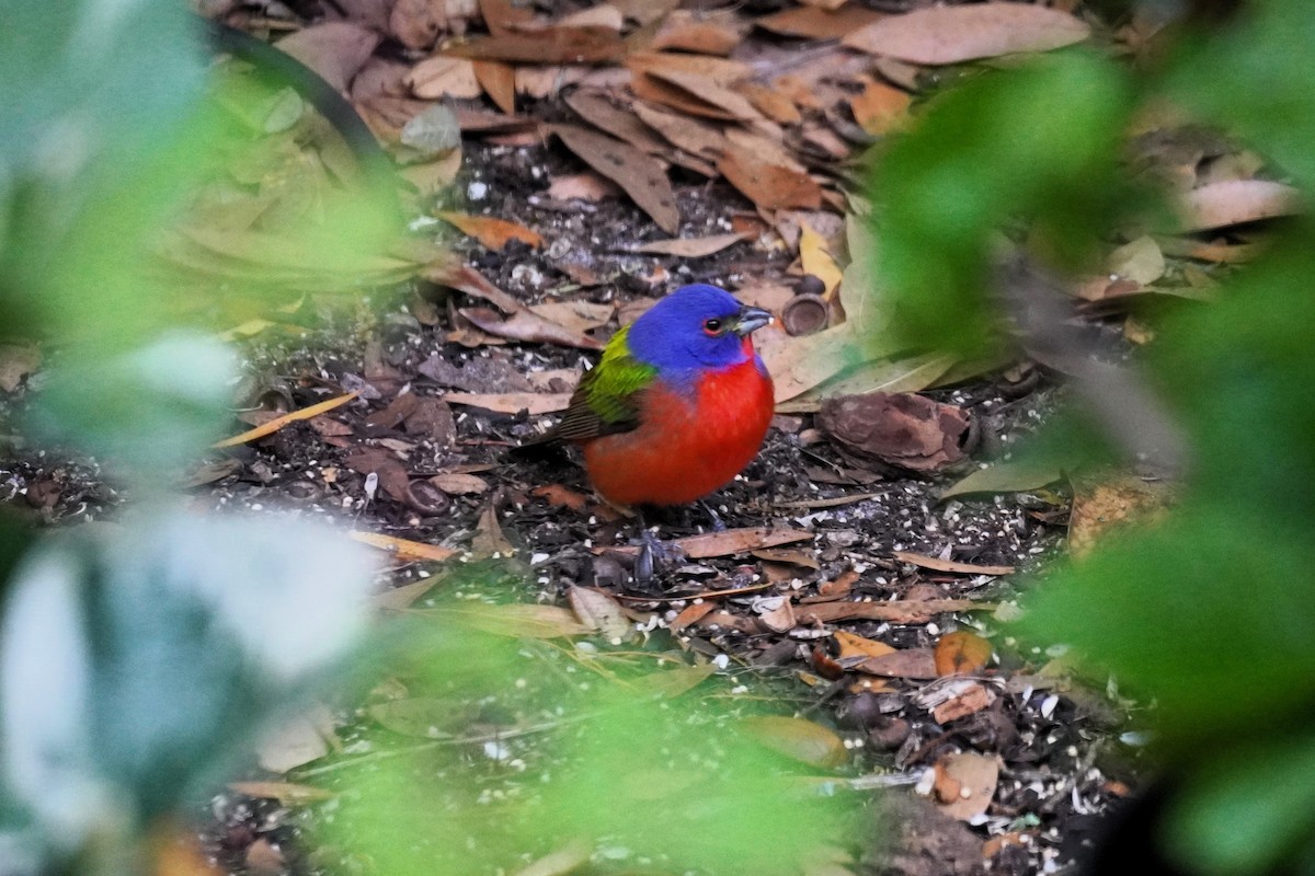Painted Bunting - ML617068617