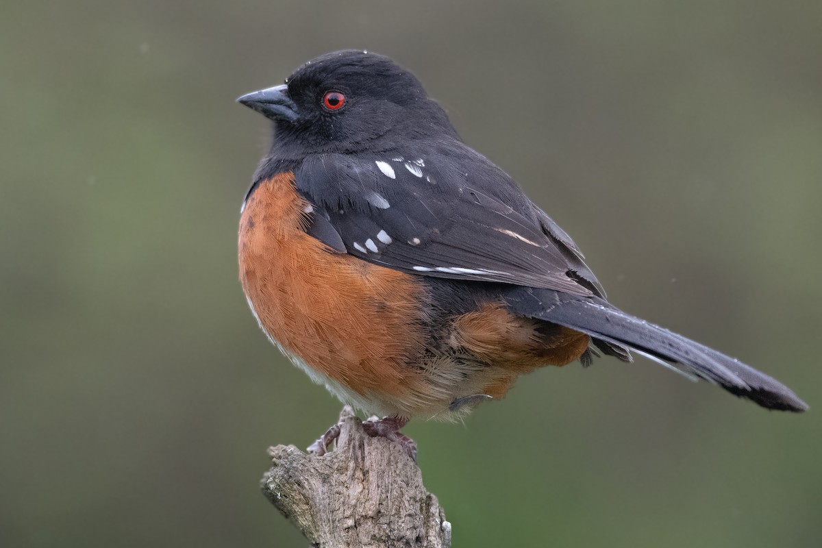 Spotted Towhee at Great Blue Heron Nature Reserve by Chris McDonald