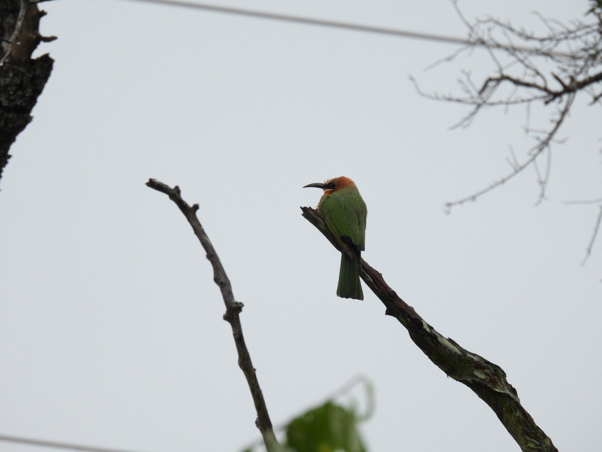 White-fronted Bee-eater - ML617068883