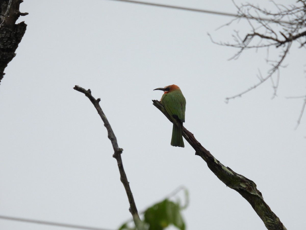 White-fronted Bee-eater - ML617068884