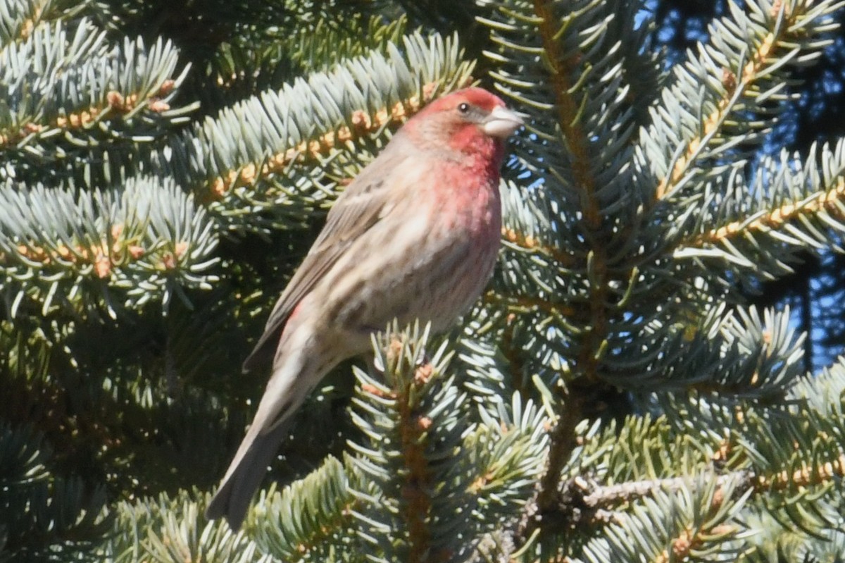 House Finch - roger beaupre