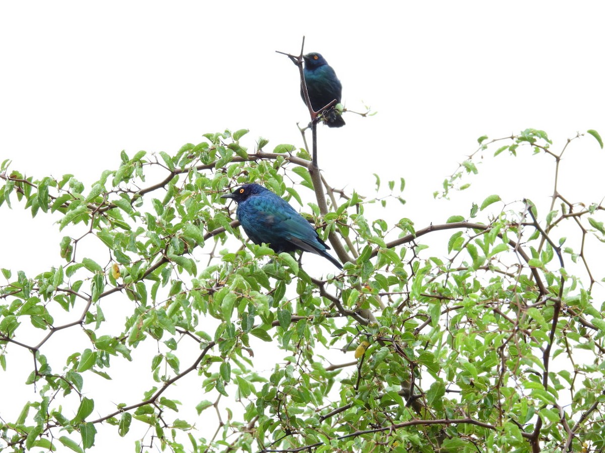 Greater Blue-eared Starling - ML617069003