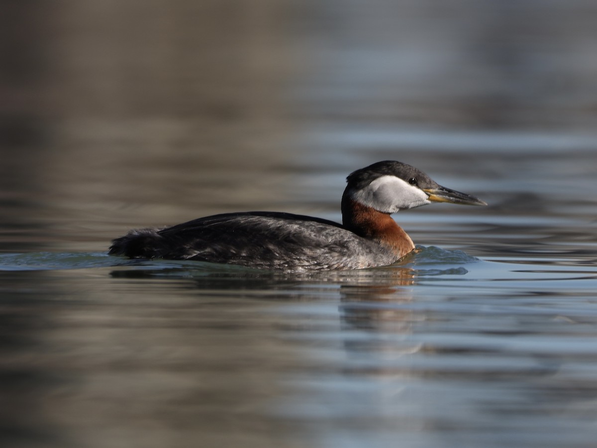 Red-necked Grebe - ML617069022
