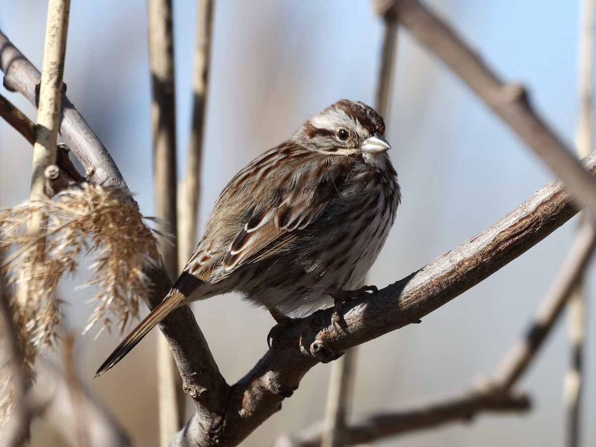 Song Sparrow - Mike McInnis