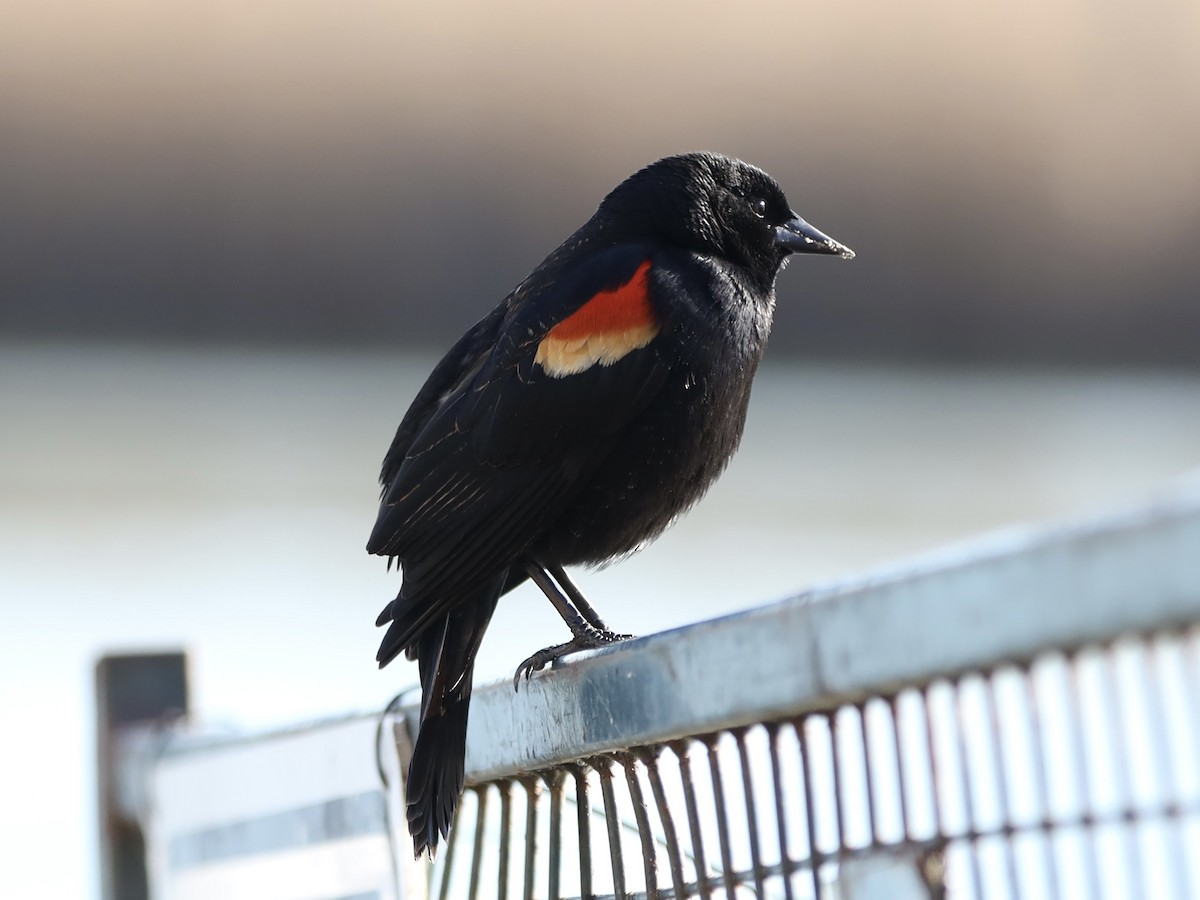 Red-winged Blackbird - Mike McInnis