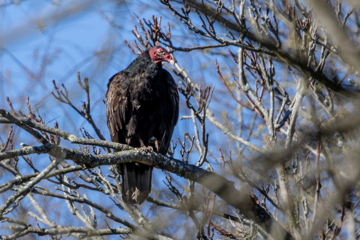 Turkey Vulture - Joe Schuller