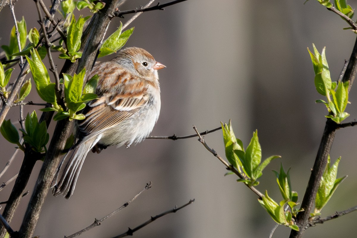 Field Sparrow - ML617069371