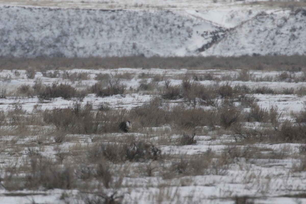 Greater Sage-Grouse - ML617069443