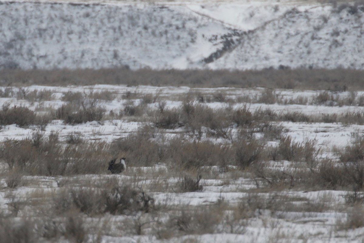 Greater Sage-Grouse - ML617069446