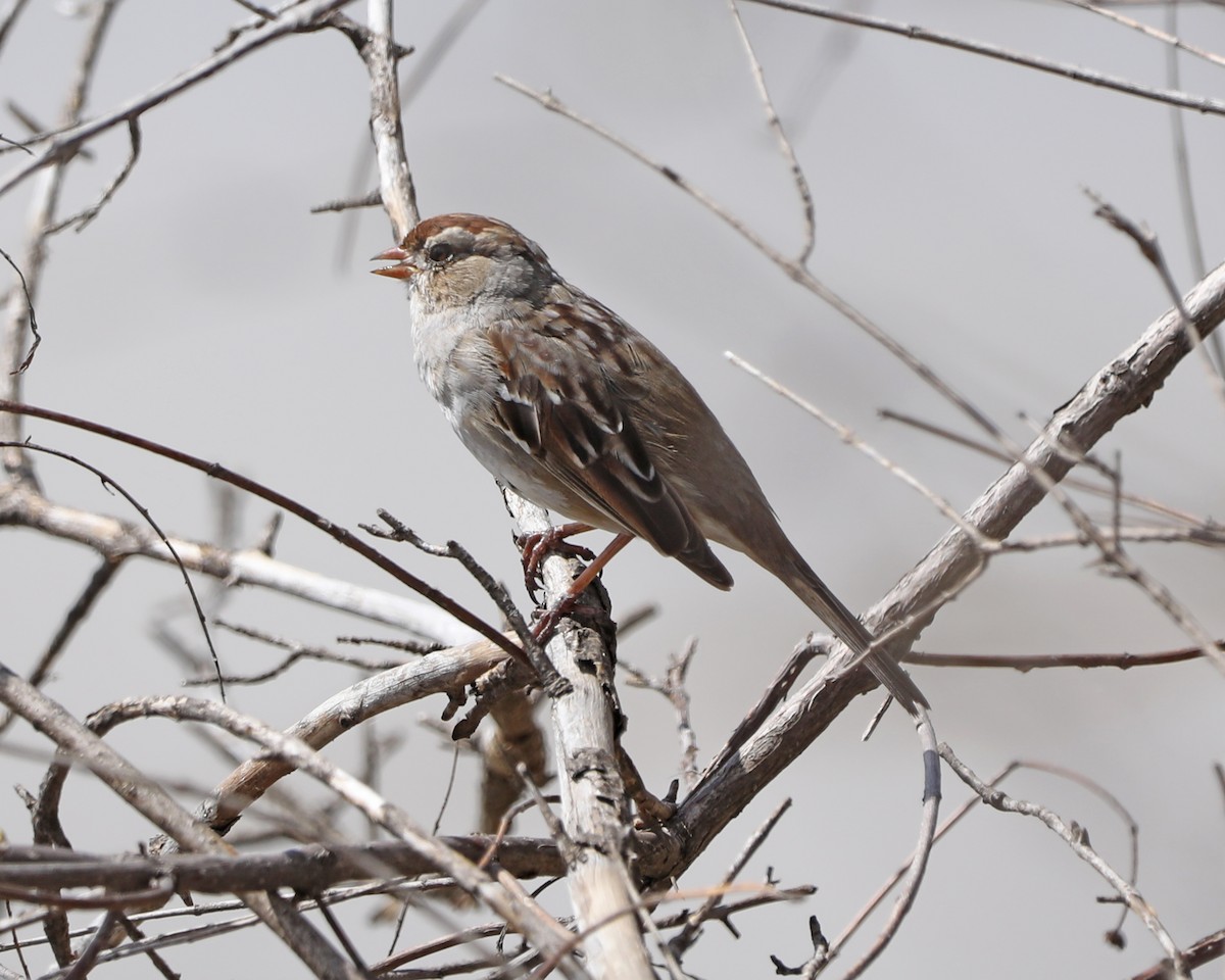 White-crowned Sparrow - ML617069461